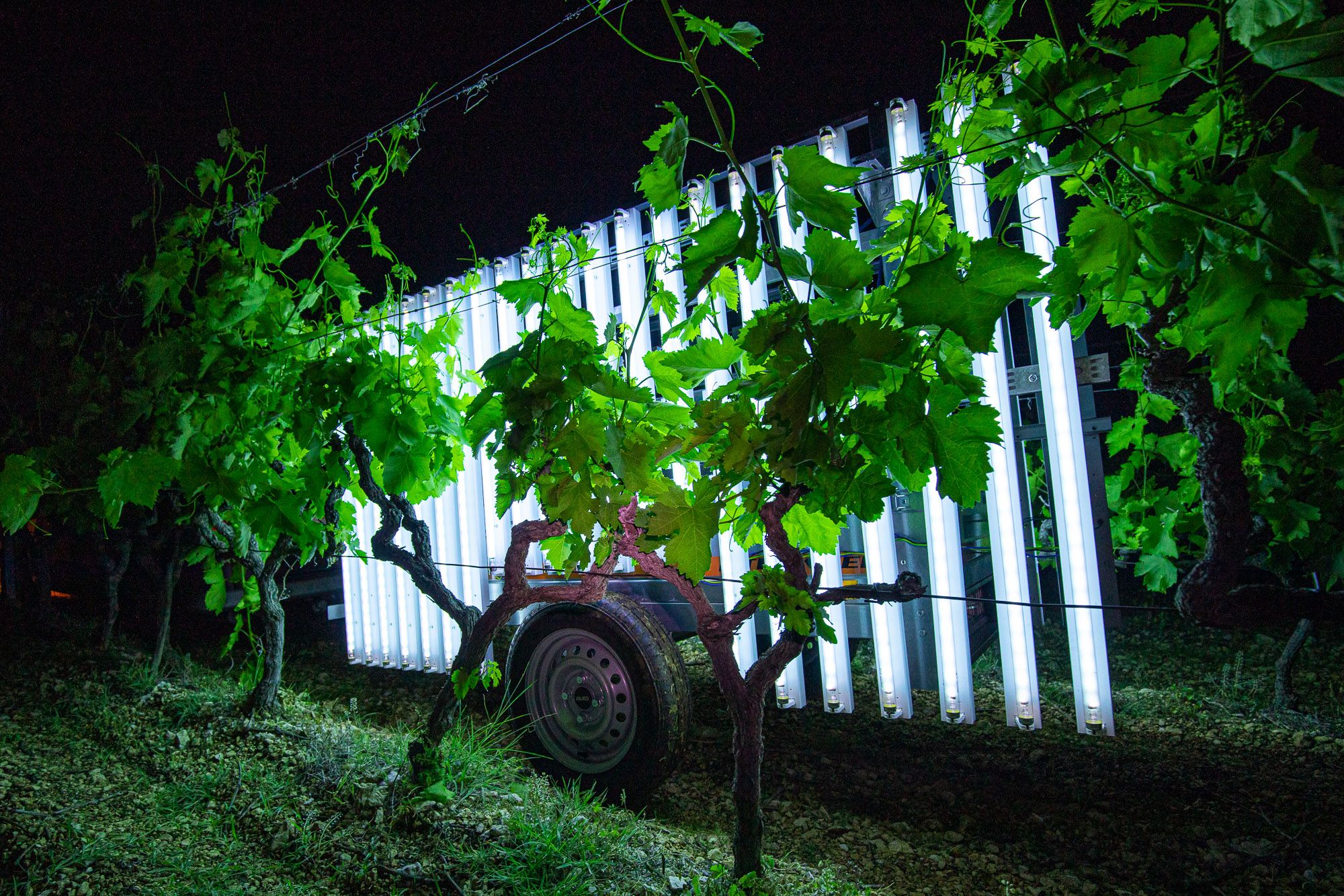 Secondly, UV light allows the production more valuable healthy, pesticide-free food!